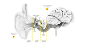 Leia mais sobre o artigo Como funciona o sistema auditivo?